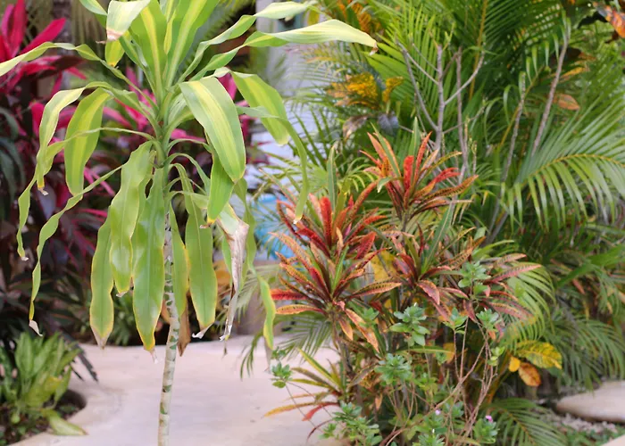 Aparthotel Livetulum 4*
